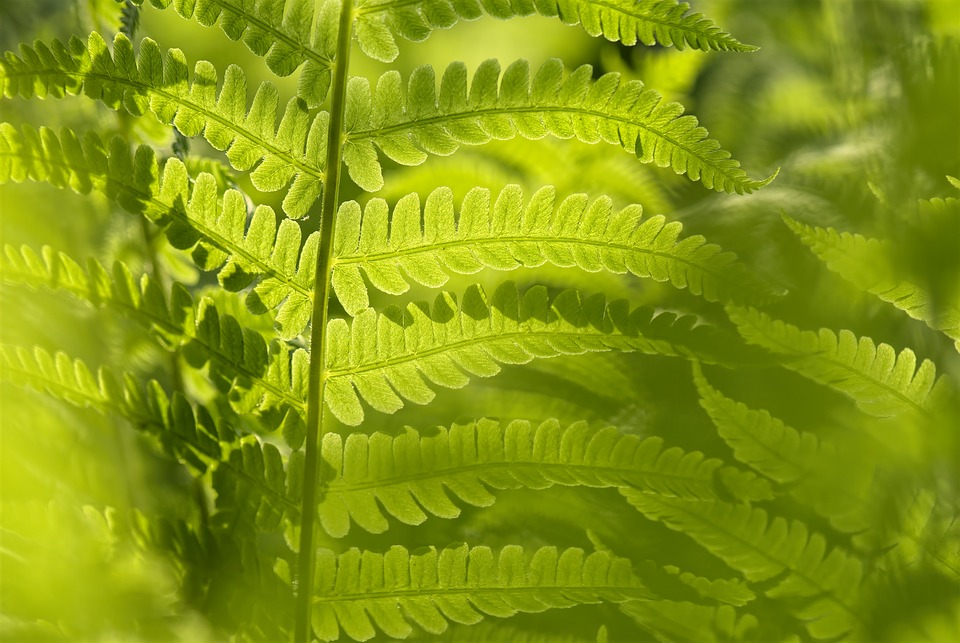 3 astuces pour rendre l’air de votre maison plus agréable