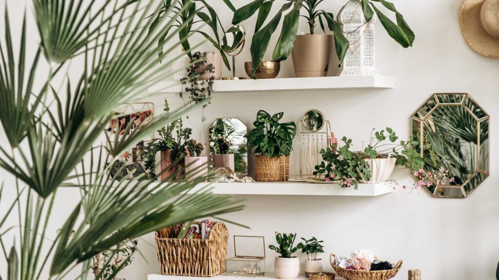 Plante intérieur