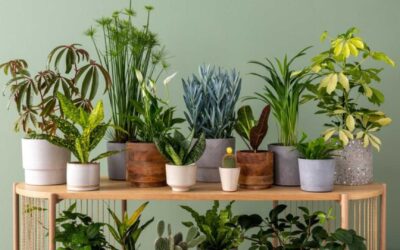 Les meilleures plantes d’intérieur pour une touche de verdure selon IKEA